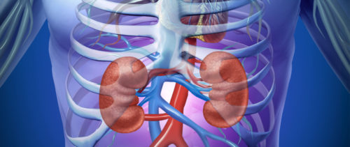 kidney organizations