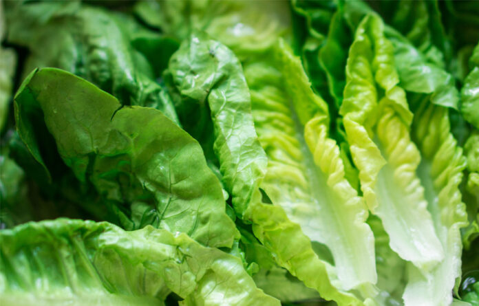 E. Coli Outbreaks Prompts Wendy's to Remove Romaine Lettuce from Menu